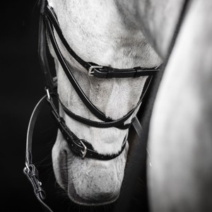 Horseware Horseware Micklem Bitless Bridle in Black