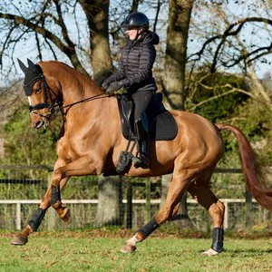 LeMieux LeMieux Cotton Dressage Square Saddle Pad in Black