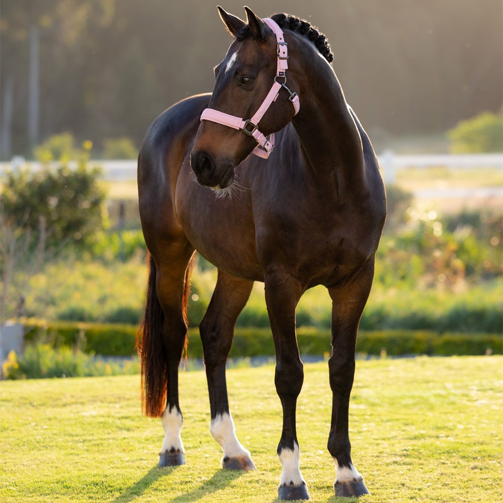 LeMieux Essence Headcollar Pink