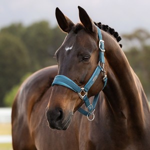 LeMieux LeMieux Versailles Headcollar in Jungle
