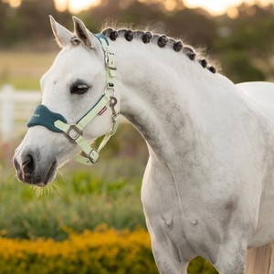 LeMieux LeMieux Mini Vogue Fleece Headcollar and Leadrope Set in Macaron