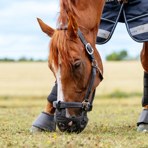 LeMieux LeMieux Noma Grazing Muzzle in Black
