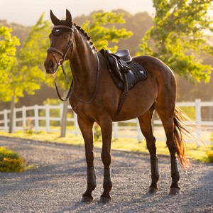 LeMieux LeMieux Loire Classic GP Square in Black