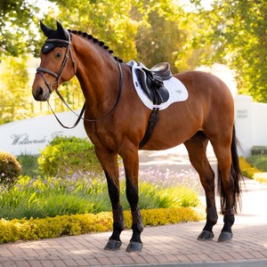 LeMieux LeMieux Loire Classic GP Square in White