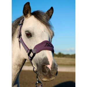 Aztec Diamond Aztec Diamond Panel Head Collar in Amethyst