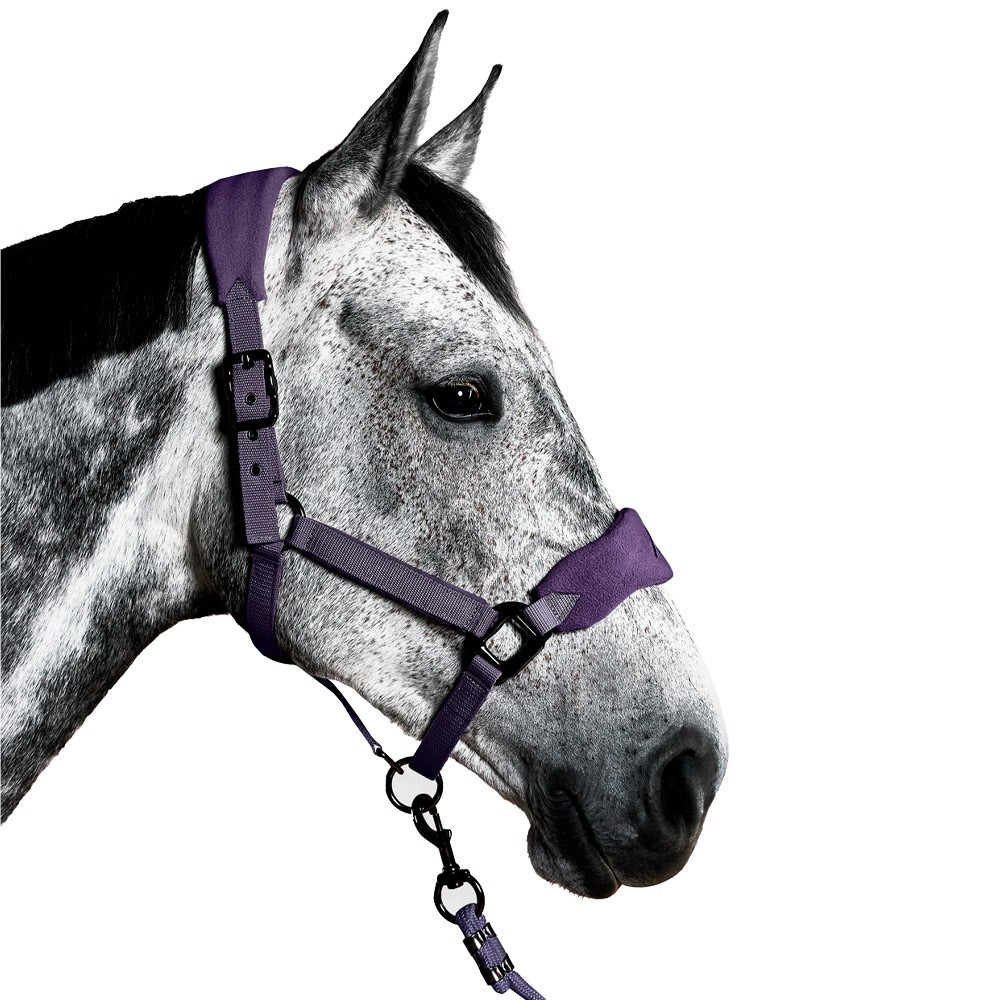 Aztec Diamond Aztec Diamond Panel Head Collar in Amethyst
