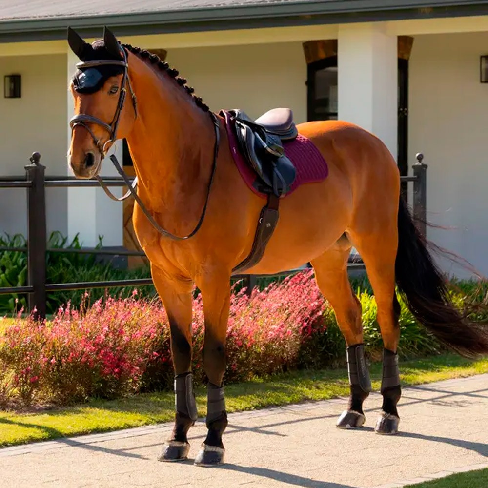 LeMieux Cotton GP Square Saddle Pad Burgundy