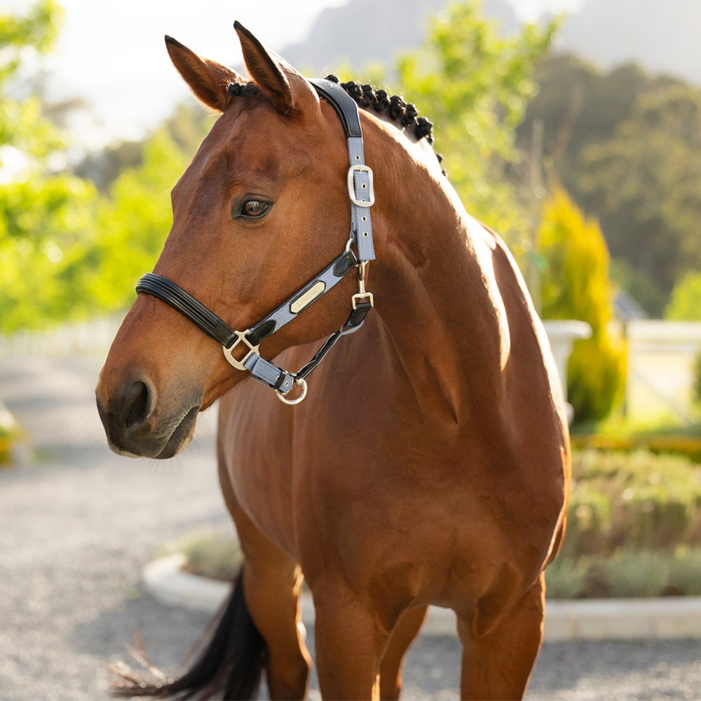 LeMieux Capella Headcollar Blue