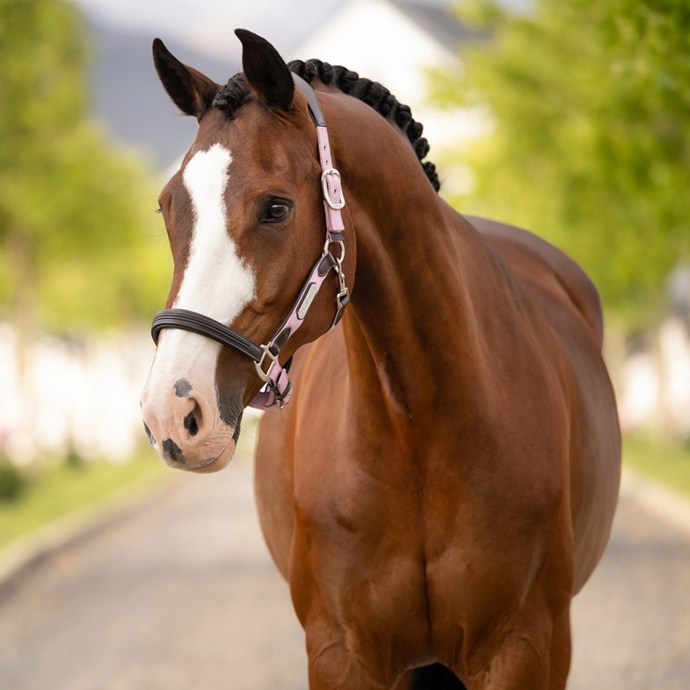 LeMieux Capella Headcollar Pink