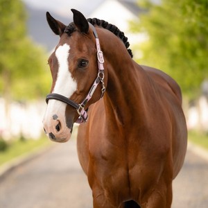 LeMieux LeMieux Capella Headcollar in Fondant