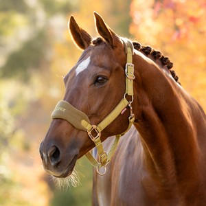 LeMieux LeMieux Vogue Fleece Headcollar and Leadrope Set in Gooseberry