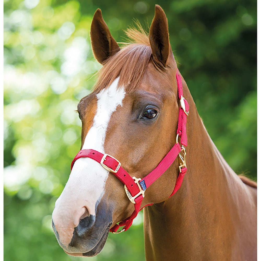 Shires Adjustable Headcollar Red