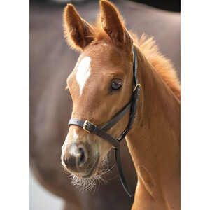 Shires Shires Velociti Gara Leather Foal Slip in Havana