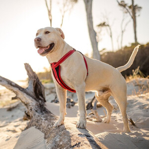 EzyDog EzyDog Chest Plate Harness in Red