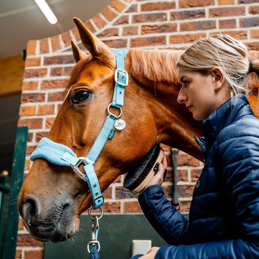 Horseware Signature Grooming Headcollar Blue