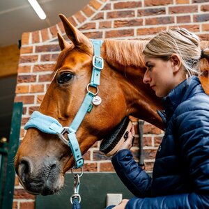 Horseware Horseware Signature Grooming Headcollar in Blue Haze