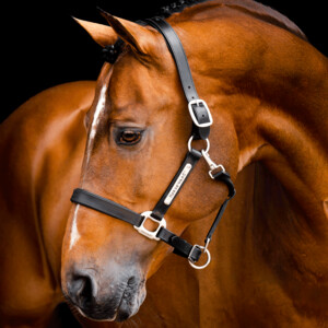 Horseware Horseware Signature Leather Headcollar in Black