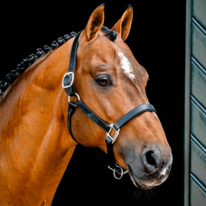 Horseware Horseware Signature Leather Headcollar in Black