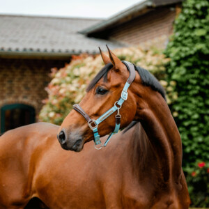 Horseware Horseware Signature Competition Headcollar in Brown/Blue Haze