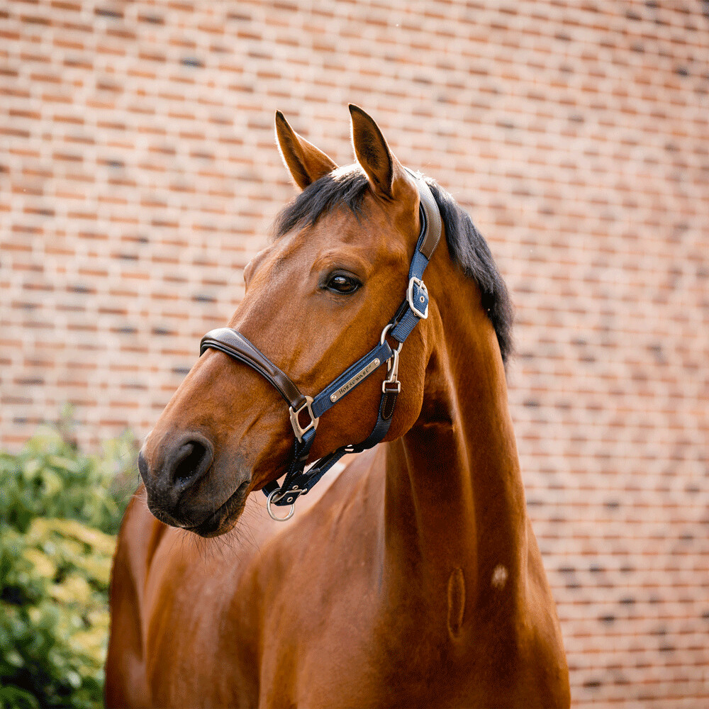 Horseware Signature Competition Headcollar Brown