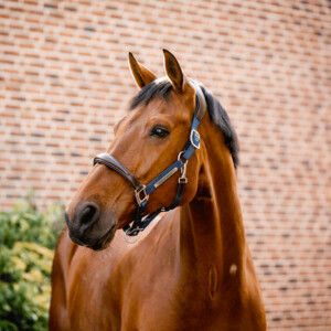 Horseware Horseware Signature Competition Headcollar in Brown/Navy