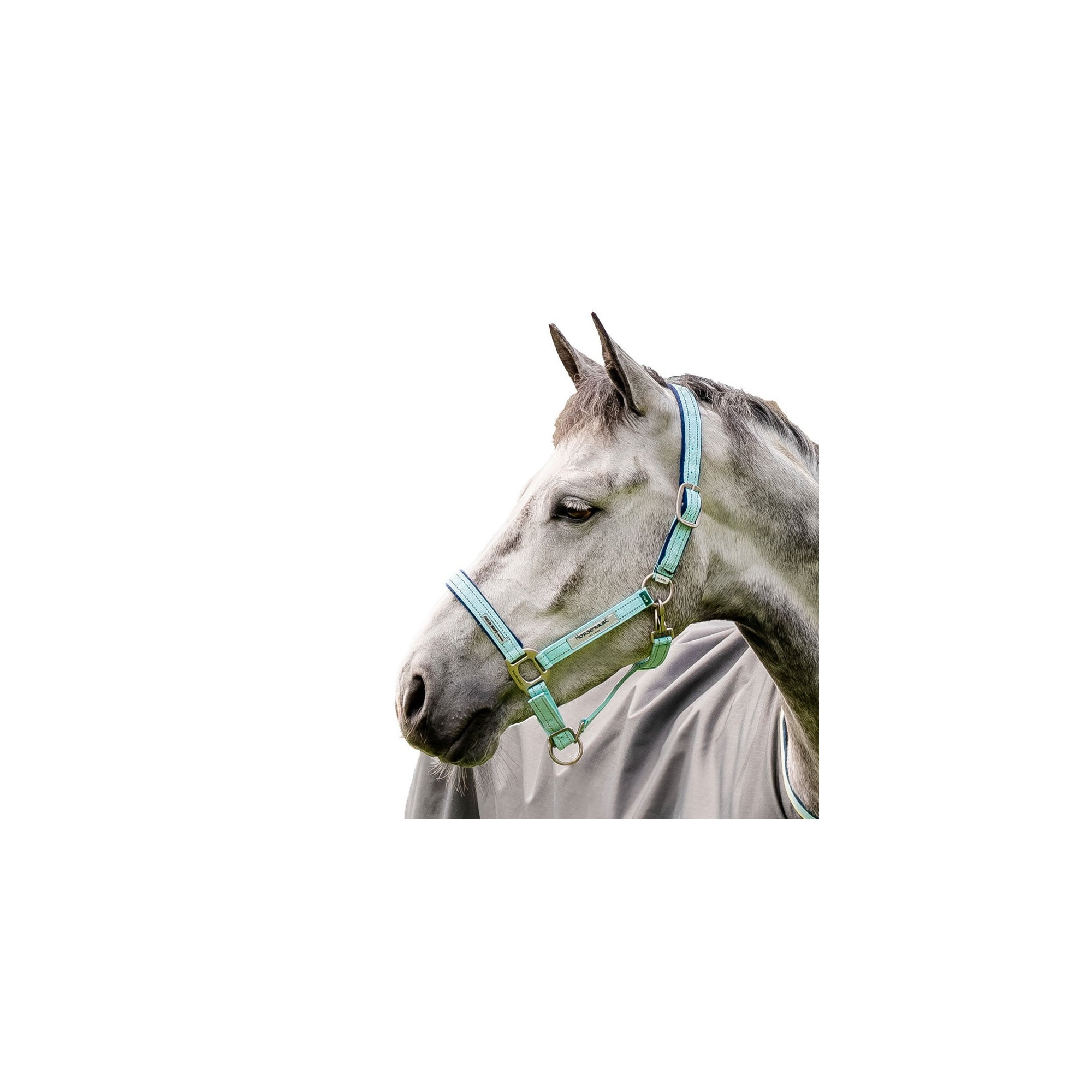 Capezza equitazione pony e cavallo SCHOOLING nera