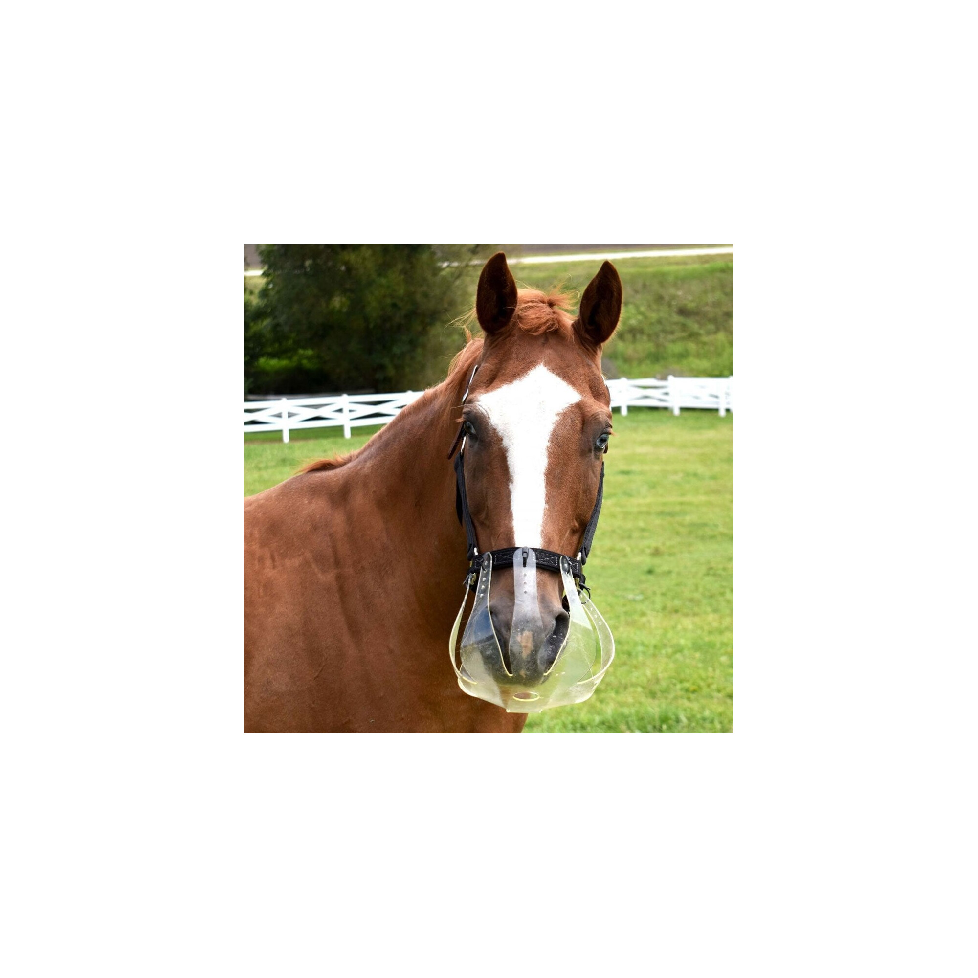 Anyone happen to have .... A Pony Grazing Muzzle Or Small pony hoof boots