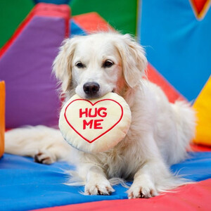 Petface Petface Retro Hug Me Sweet Dog Toy 
