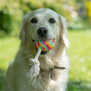 Petface Petface Retro Lilly Lollypop Sweet Dog Toy 