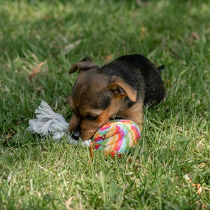 Petface Petface Retro Lilly Lollypop Sweet Dog Toy 