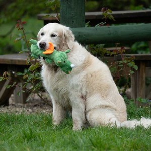 Petface Petface Buddies Soft Green Dragon in Green