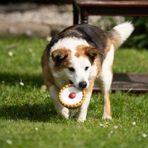 Petface Petface Cherry Bakewell in Brown