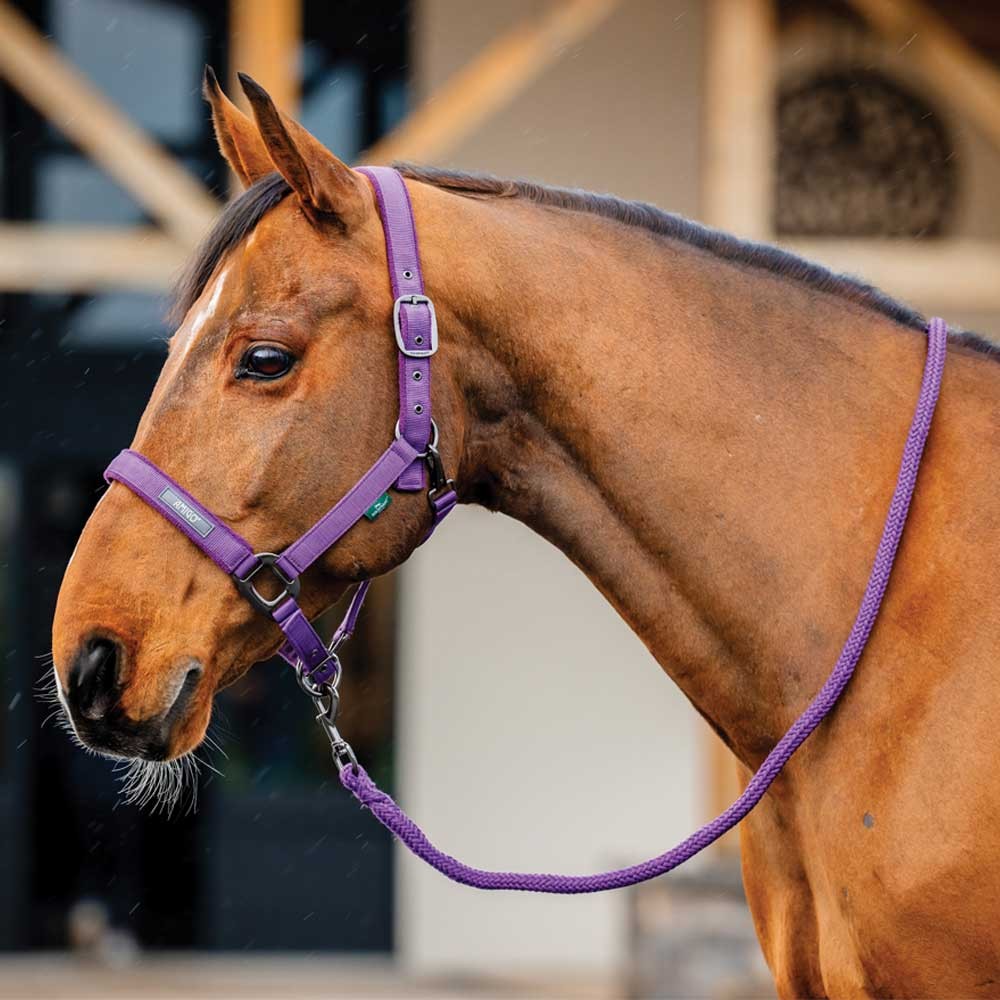 Horseware Amigo Headcollar & Leadrope Set Purple