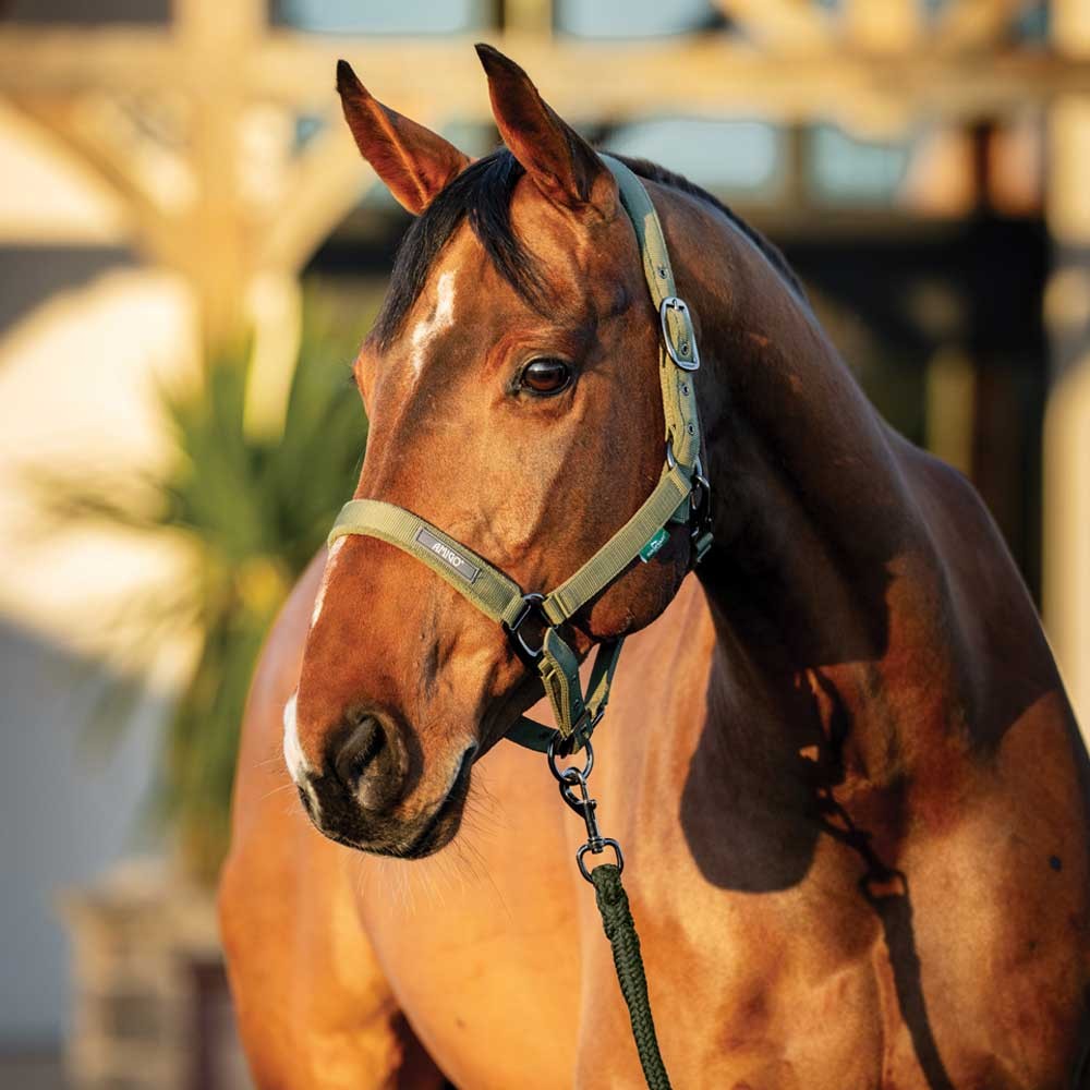 Horseware Horseware Amigo Headcollar & Leadrope Set in Bramble