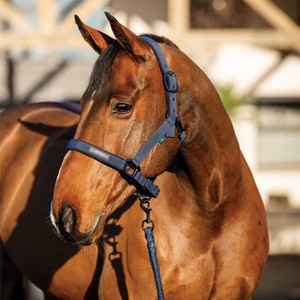 Horseware Horseware Amigo Headcollar & Leadrope Set in Navy