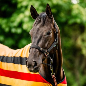 Horseware Horseware Newmarket Headcollar & Leadrope in Whitney Gold